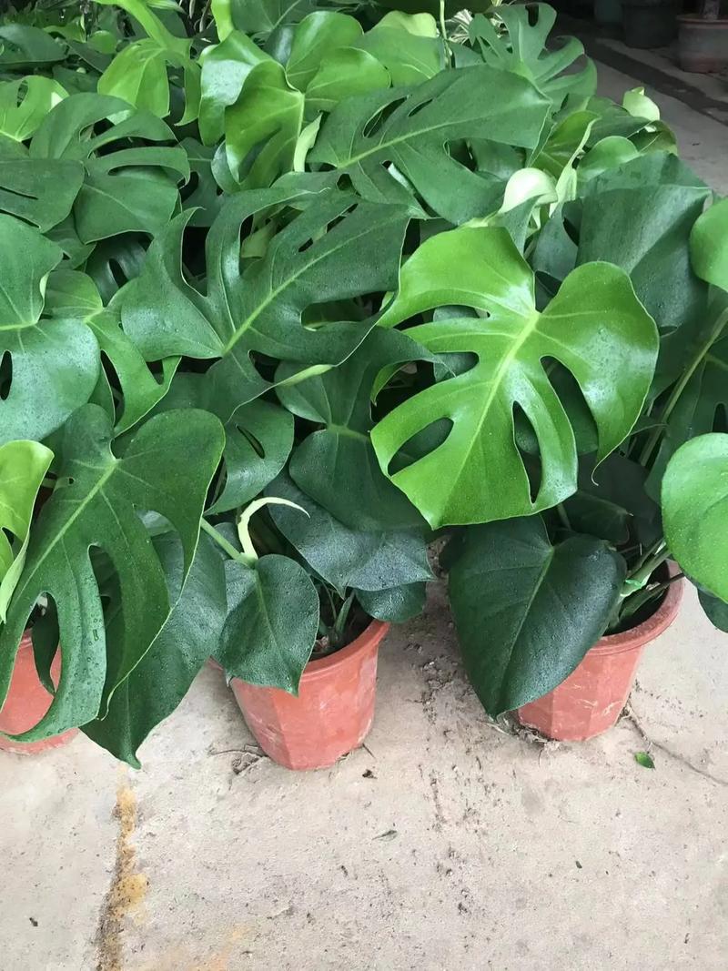 這樣的綠植 #花卉租擺 #綠植租賃 #綠植租賃公司 #廣州 - 抖音