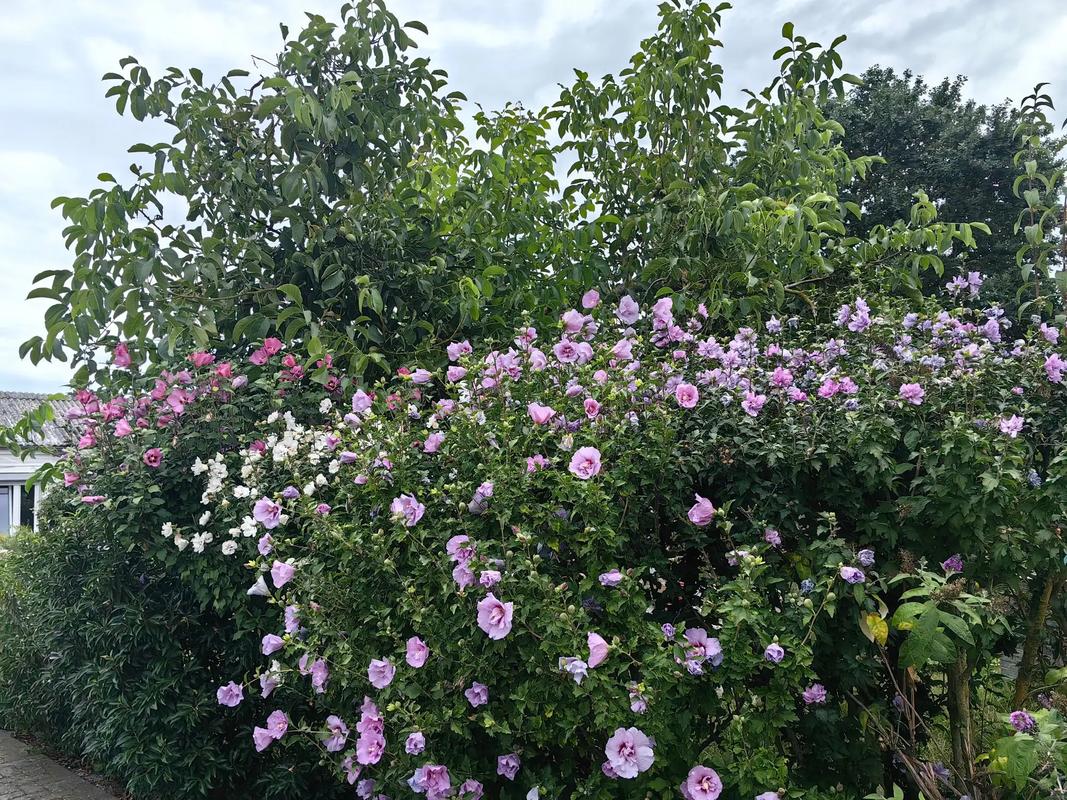 每個小院都是花園#觀賞花卉 #花草綠植 #花卉綠植 #美好心 - 抖音