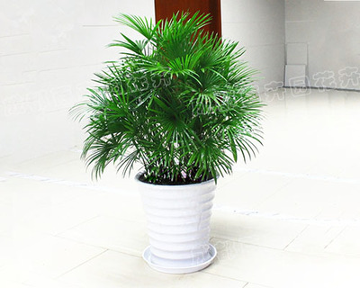 植物租賃