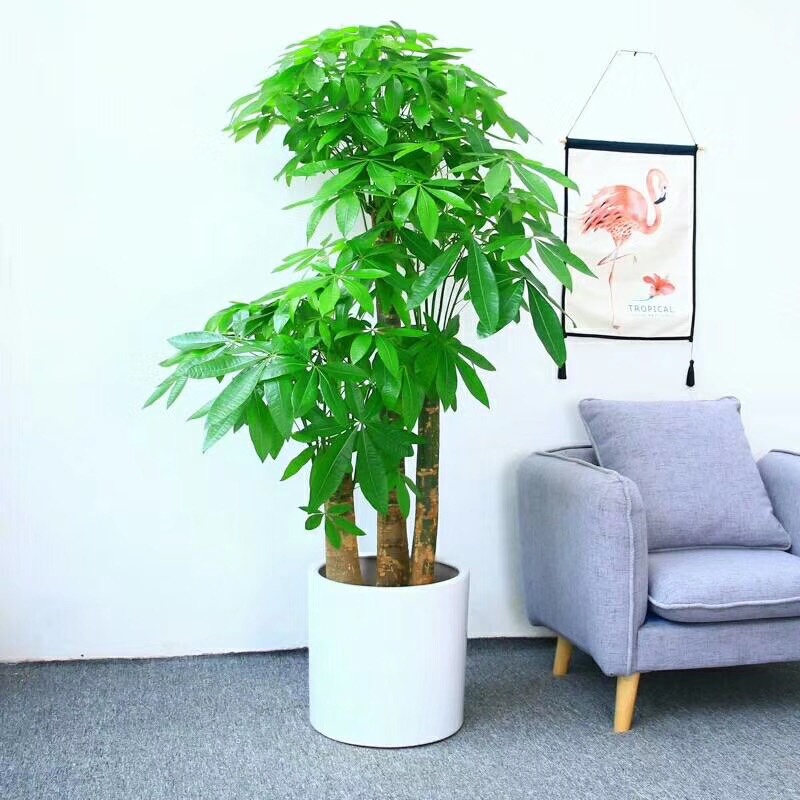 蘇州綠植租賃 花卉租擺 盆栽租賃