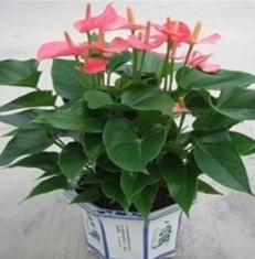 供應深圳租花,花卉租擺,綠植租賃