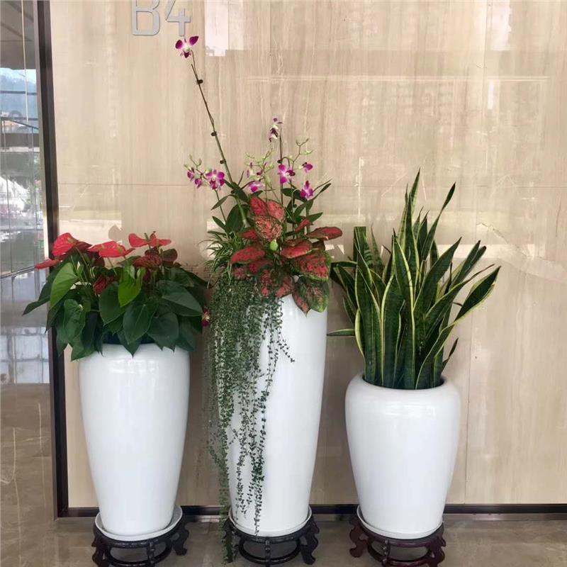 租賃辦公綠植 室內植物租擺